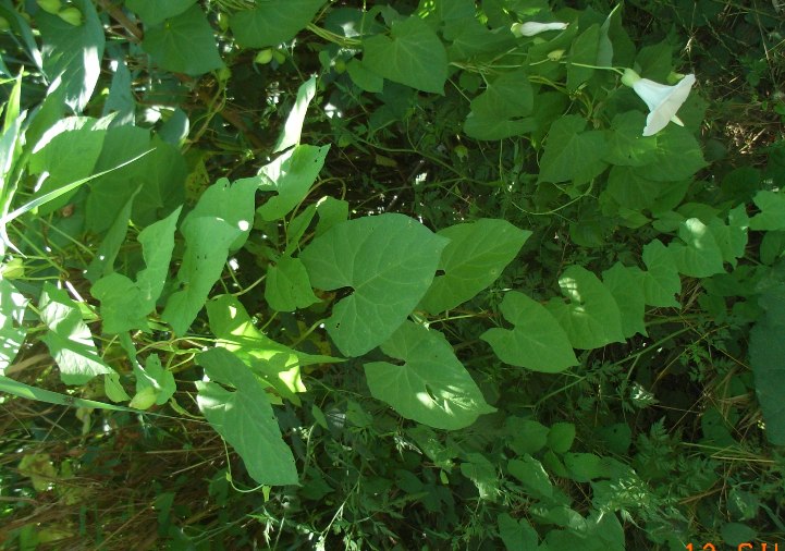 Convolvulus silvaticus (=Calystegia sylvatica) / Vilucchio maggiore